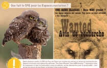 rapaces noctures