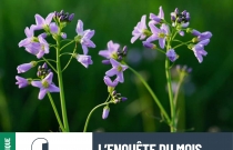 enquête cardamine