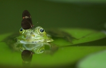 Grenouille avec un papillon sur la tête dans une mare