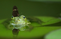 Grenouille avec un papillon sur la tête dans une mare