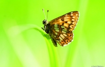 papillon