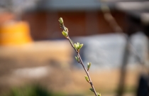 bourgeons