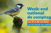 Weekend de comptage des oiseaux des jardins