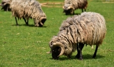 Moutons en train de paître