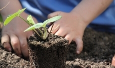 Lycéen mettant une plante en terre