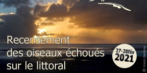 recensement hivernal des oiseaux échoués sur les plages