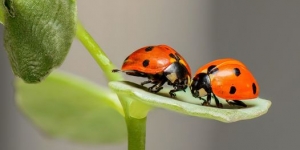 coccinelles