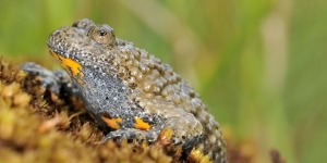 crapaud sonneur à ventre jaune