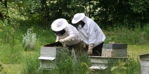 apiculteurs ouvrant une ruche