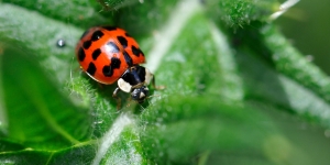 la coccinelle asiatique