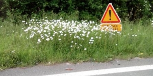 végétation bords de route CBNBL