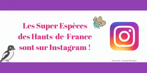 Super Espèces - Instagram