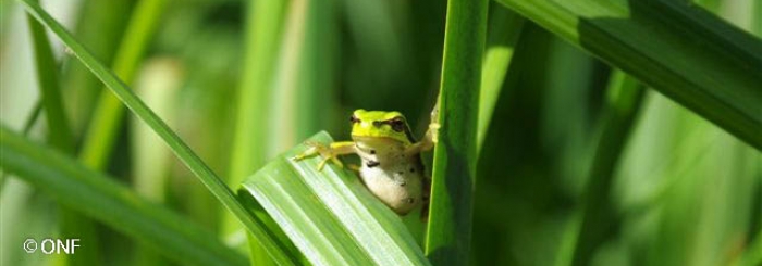 Rainette verte (Hyla arborea)