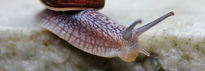 opération escargot