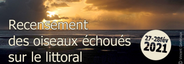 recensement hivernal des oiseaux échoués sur les plages