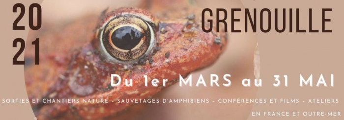 fréquence grenouille