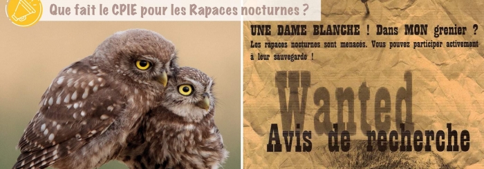 rapaces noctures