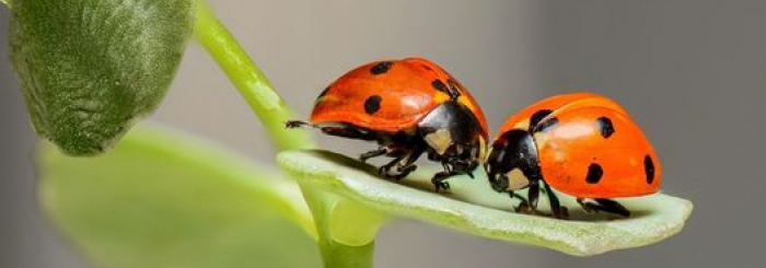 coccinelles