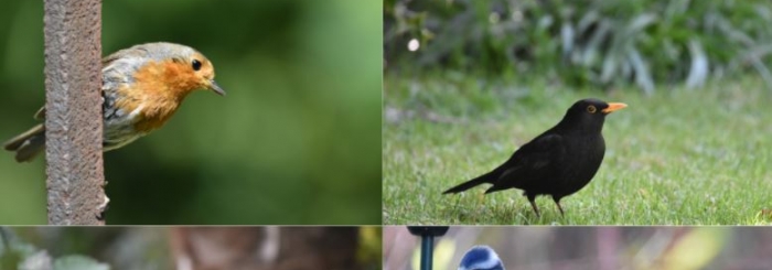 Initiation au comptage des oiseaux des jardins