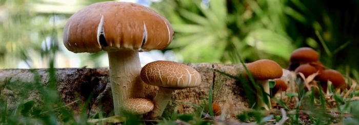 mycologie