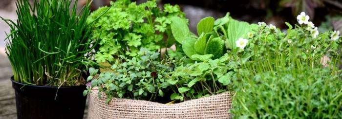 plantations pour petits espaces