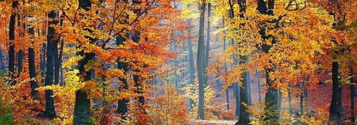 sortie foret