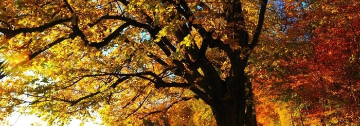 bocage automne