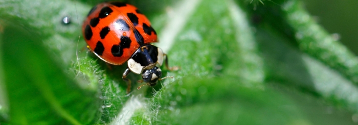 la coccinelle asiatique