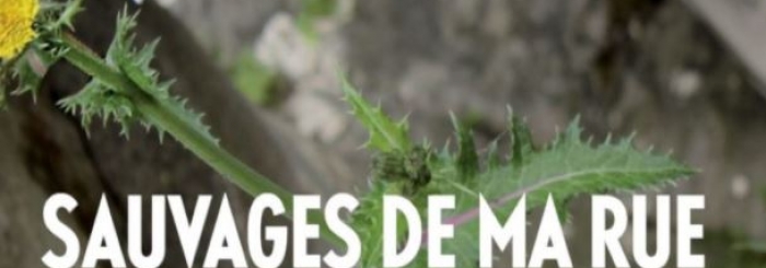 sauvages de ma rue