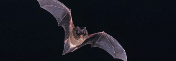 nuit de la chauve-souris