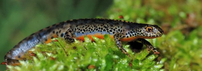 amphibiens