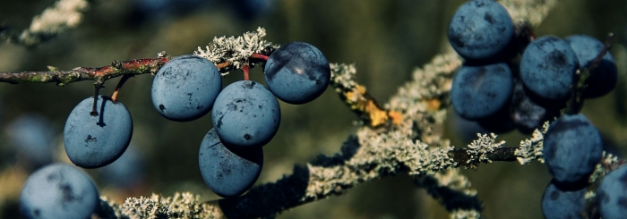 Sortie nature : "Fruits (baies, drupes, samares…) : toute une galaxie !" (Nord)