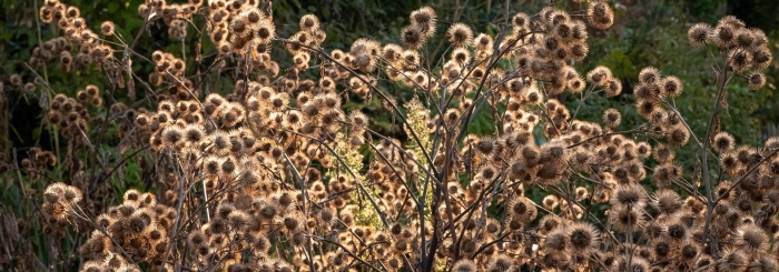 Sortie nature "Récolte de semences de plantes sauvages" aux étangs Bellekindt de Bailleul (59) 
