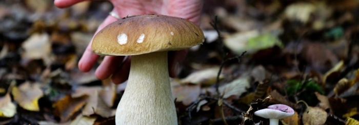 foret de marchiennes