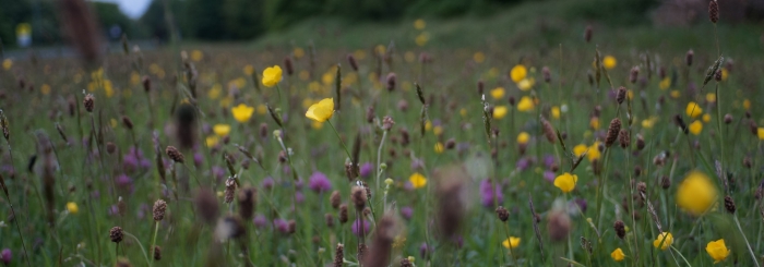 Biodiversité