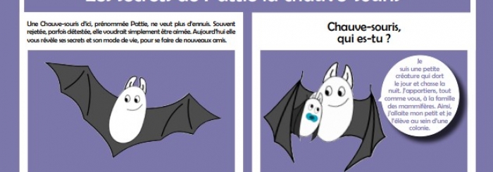 Chauve-souris