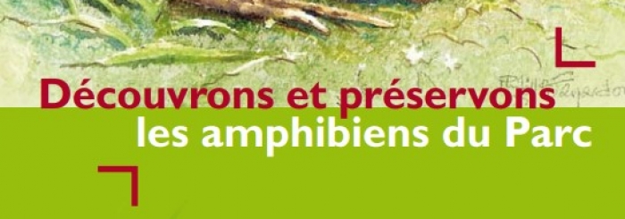 les amphibiens du parc