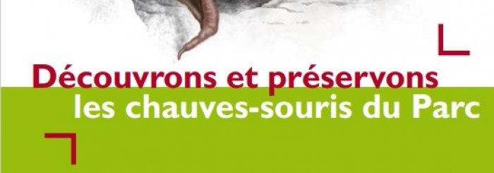 les chauves-souris