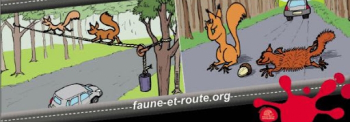 faune et route