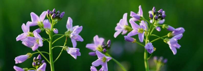 enquête cardamine