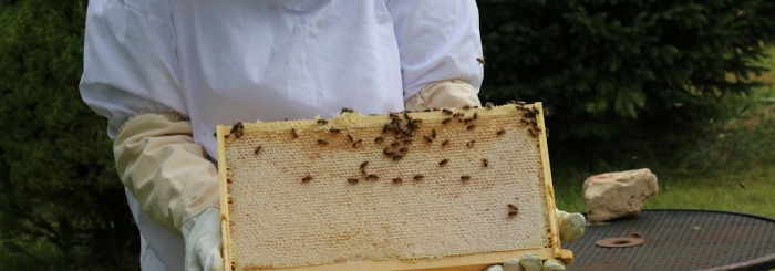 Randonnée suivie d'une rencontre avec deux apiculteurs qui vont nous raconter la vie des abeilles et nous présenter quelques ruches.