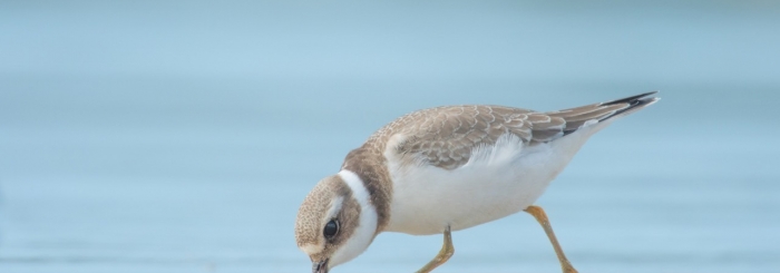 Du 30 janvier au 4 février 2021, à Bachy, le festival de photos de la Pévèle expose une centaine de clichés de la faune des Hauts-de-France. (©Damien Gosselin)