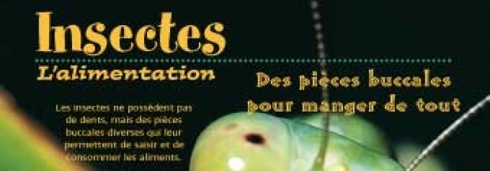 insectes l'alimentation