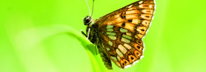 papillon