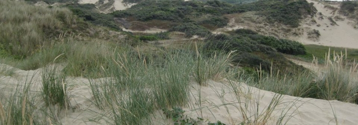 La dune dans tous ses états