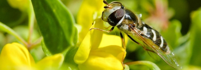 Syrphe des corolles (Eupeodes corollae) posé sur une coronille arbusive Crédit : Olivier Brosseau / Terra
