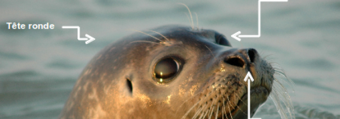 Les mammifères marins de notre littoral