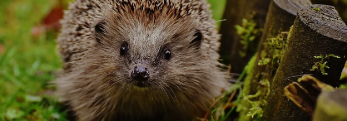 Invitez la biodiversité dans votre jardin