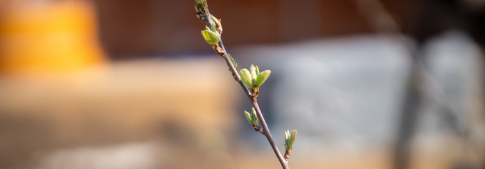 bourgeons