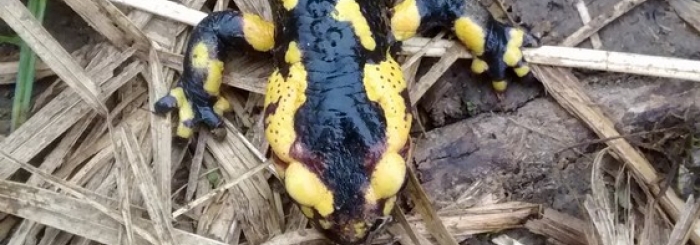 crapauduc_beuvardes